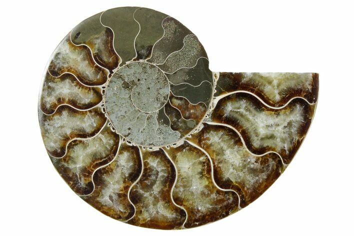 Cut & Polished Ammonite Fossil (Half) - Madagascar #354178